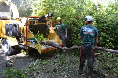 tree services Trail Creek